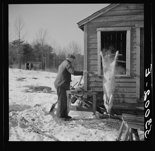 Hog killing time near Frederick, Maryland