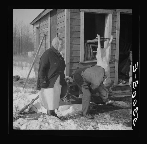 Hog killing time near Frederick, Maryland