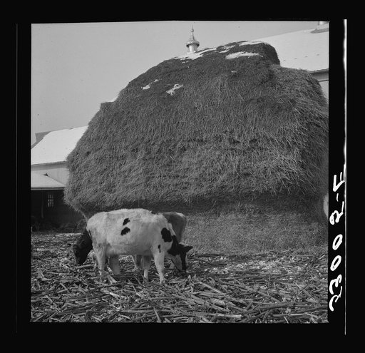 Untitled photo, possibly related to: Farm near Warrenton, Virginia