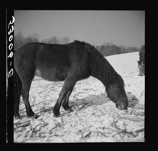 Untitled photo, possibly related to: Winter outdoor feeding of horses on farm near Warrenton, Virginia