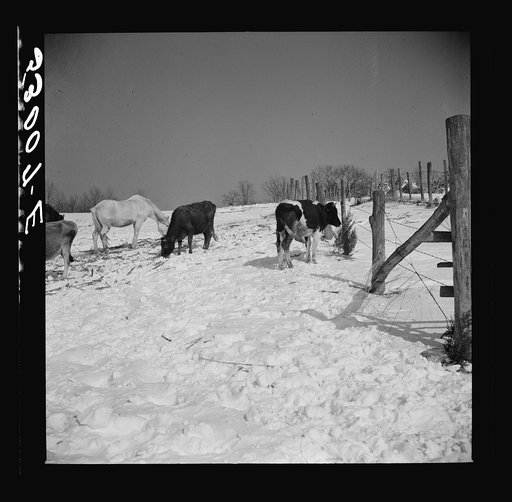 Farm near Warrenton, Virginia