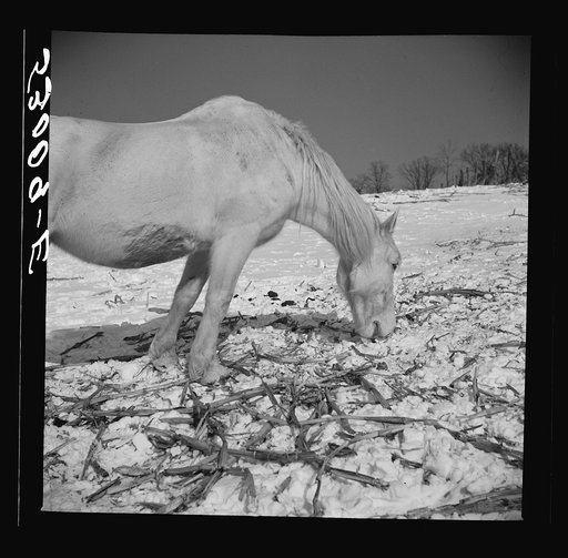 Winter outdoor feeding of horses on farm near Warrenton, Virginia