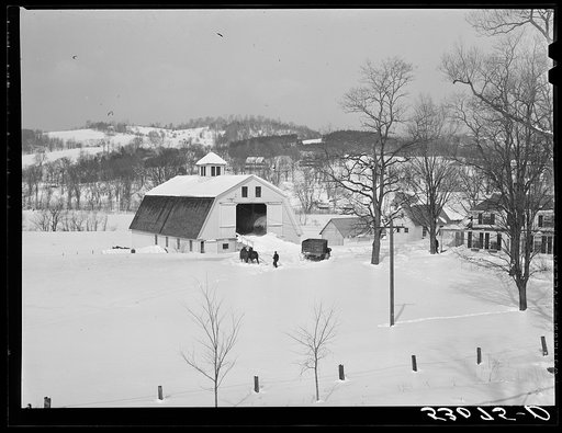 Untitled photo, possibly related to: Suffolk Punch. Upwey horse farm, Woodstock, Vermont