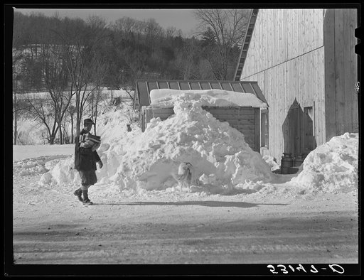 Bringing in wood from barn to farmhouse to start fires in morning on Clinton Gilbert's farm. Woodstock, Vermont