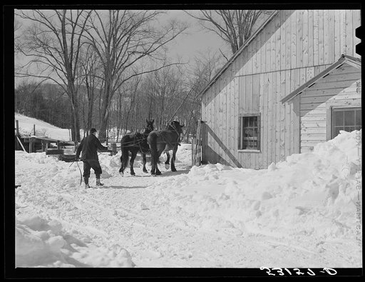 Taking the horses into new barn after hauling water on Clinton Gilbert's farm. Woodstock, Vermont