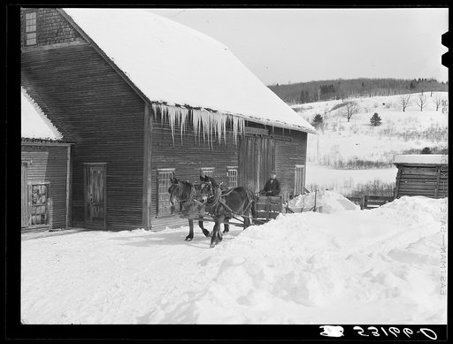 Clearing deep snow out of front barnyard so that if a sudden thaw comes, the cellar and first floor of house and barn will not be flooded. Putney farm, Woodstock, Vermont