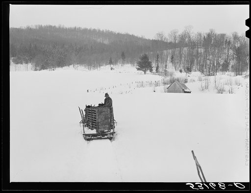 Untitled photo, possibly related to: Taking the hogs to be butchered. Woodstock, Vermont