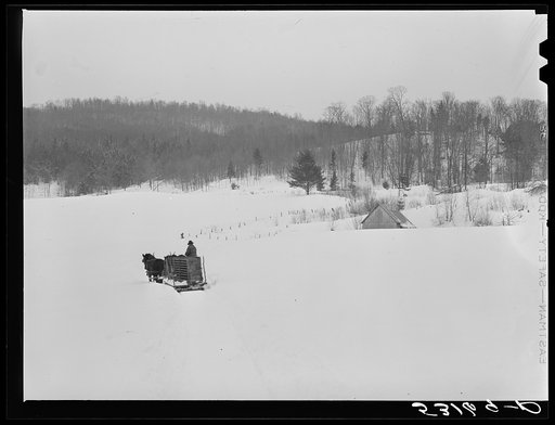 Taking the hogs to be butchered. Woodstock, Vermont