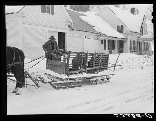 Hauling hogs in sled to be butchered. Woodstock, Vermont