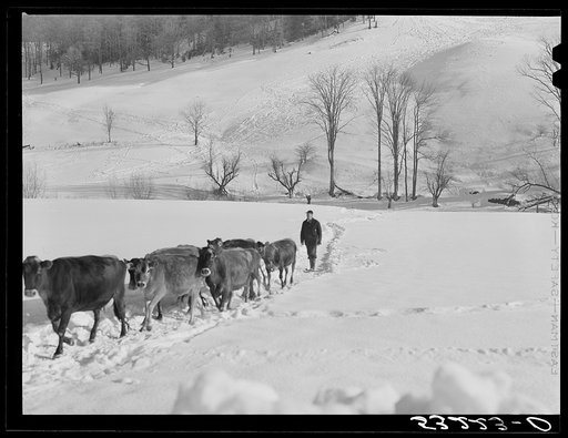 Untitled photo, possibly related to: Farmer's son and collie dog driving the cows back to the barn after watering them at the brook. All other sources of water supply were frozen for two months during very severe winter. Clinton Gilbert's farm. Woodstock, Vermont