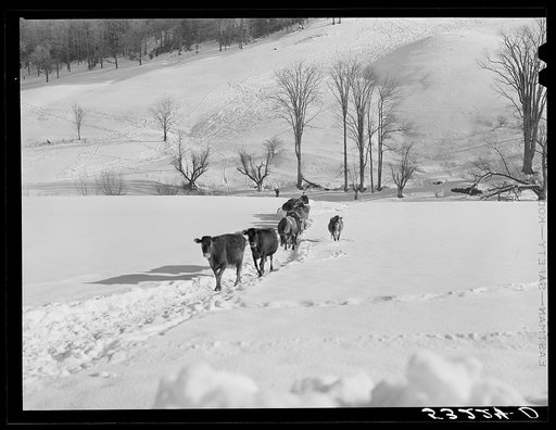 Untitled photo, possibly related to: Farmer's son and collie dog driving the cows back to the barn after watering them at the brook. All other sources of water supply were frozen for two months during very severe winter. Clinton Gilbert's farm. Woodstock, Vermont