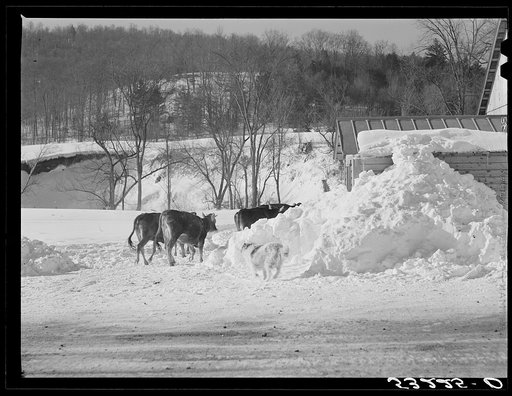 Untitled photo, possibly related to: Farmer's son and collie dog driving the cows back to the barn after watering them at the brook. All other sources of water supply were frozen for two months during very severe winter. Clinton Gilbert's farm. Woodstock, Vermont