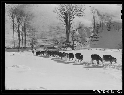 Farmer's son and collie dog driving the cows back to the barn after watering them at the brook. All other sources of water supply were frozen for two months during very severe winter. Clinton Gilbert's farm. Woodstock, Vermont