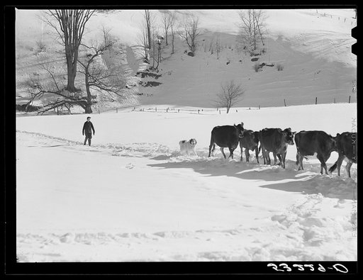 Farmer's son and collie dog driving the cows back to the barn after watering them at the brook. All other sources of water supply were frozen for two months during very severe winter. Clinton Gilbert's farm. Woodstock, Vermont