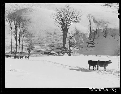 Untitled photo, possibly related to: Farmer's son and collie dog driving the cows back to the barn after watering them at the brook. All other sources of water supply were frozen for two months during very severe winter. Clinton Gilbert's farm. Woodstock, Vermont