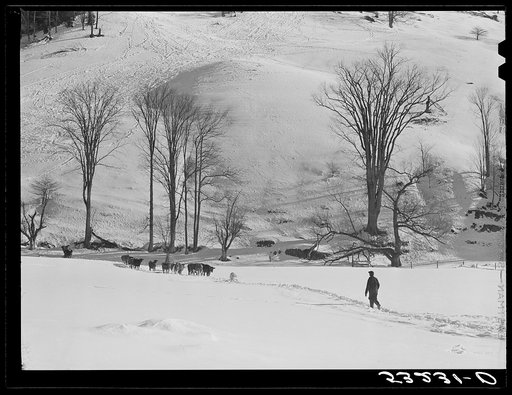 Farmer's son and collie dog driving the cows back to the barn after watering them at the brook. All other sources of water supply were frozen for two months during very severe winter. Clinton Gilbert's farm. Woodstock, Vermont