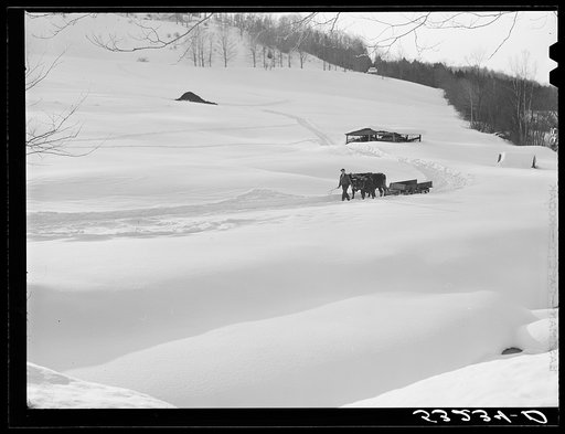 Untitled photo, possibly related to: Oxen hauling a sled on Clinton Gilbert's farm. Woodstock, Vermont