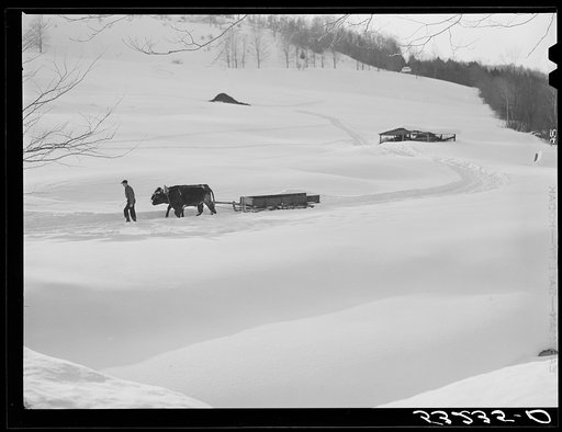Oxen hauling a sled on Clinton Gilbert's farm. Woodstock, Vermont