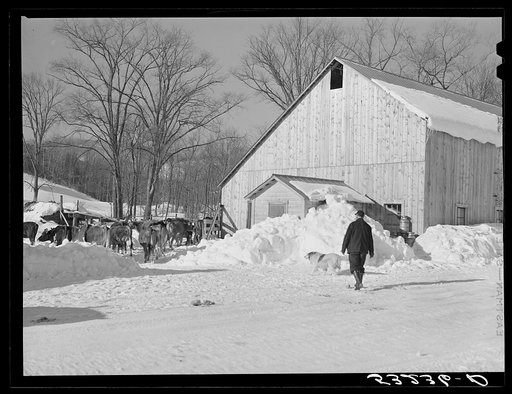 Farmer's helper and collie dog driving the cows back to the barn after watering them at the brook. All other sources of water supply were frozen for two months. Clinton Gilbert's farm. Woodstock, Vermont