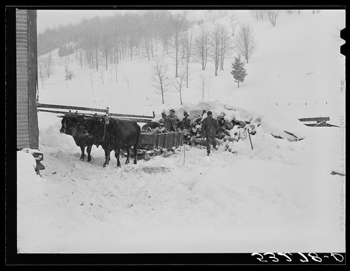 Taking wood from snowed-under woodpile into shed with team of oxen and sled. Near Barnard, Windsor County, Vermont. Woodstock