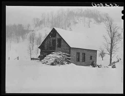 Taking wood from snowed-under woodpile into shed with team of oxen and sled. Near Barnard, Windsor County, Vermont