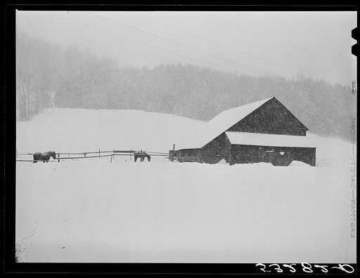 Barn and livestock in snowstorm near Barnard. Windsor County, Vermont