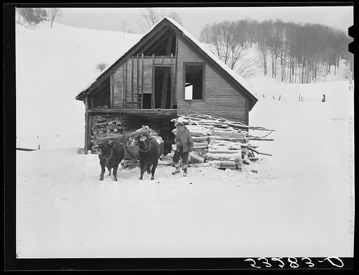 Taking wood from snowed-under woodpile into shed with team of oxen and sled. Near Barnard, Windsor County, Vermont