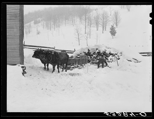 Untitled photo, possibly related to: Taking wood from snowed-under woodpile into shed with team of oxen and sled. Near Barnard, Windsor County, Vermont