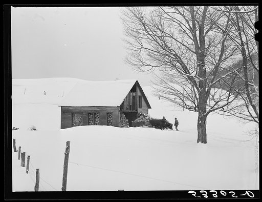 Taking wood from snowed-under woodpile into shed with team of oxen and sled. Near Barnard, Windsor County, Vermont