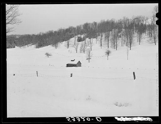 Untitled photo, possibly related to: Taking wood from snowed-under woodpile into shed with team of oxen and sled. Near Barnard, Windsor County, Vermont