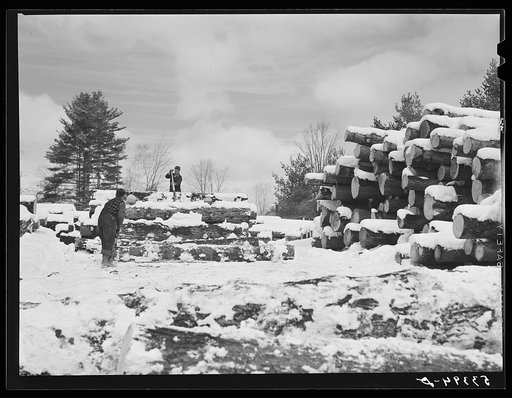 Timber leveled by the 1938 hurricane piled at a saw mill just outside of Warren, New Hampshire