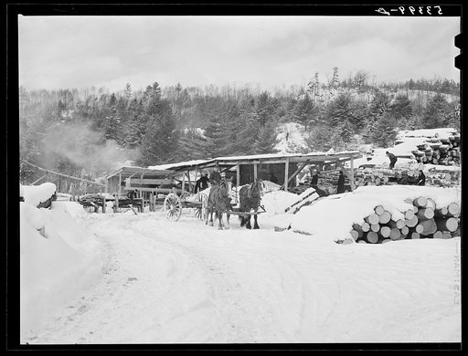 Timber leveled by the 1938 hurricane piled at a saw mill just outside of Warren, New Hampshire
