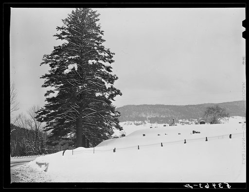 Untitled photo, possibly related to: Snow-covered trees on top of Cannon Mountain. Franconia Notch, New Hampshire
