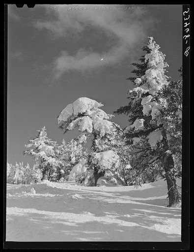 Snow-covered trees on top of Cannon Mountain. Franconia Notch, New Hampshire