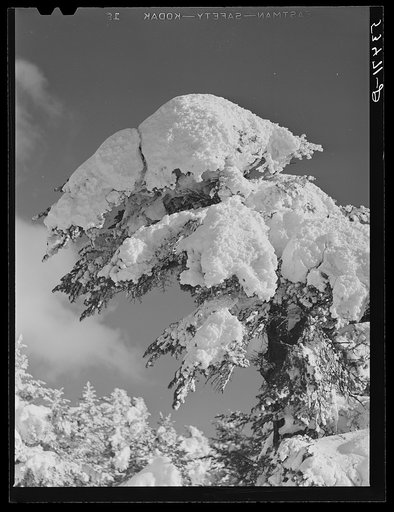 Snow-covered trees on Cranmore Mountain. North Conway, New Hampshire