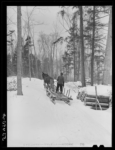 Farmer going into woods with sled to haul logs for winter fuel near Littleton, New Hampshire