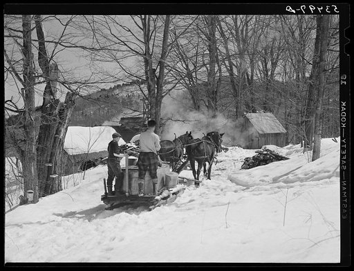 Bringing in maple sap to the sugar house. Frank H. Shurtleff farm, North Bridgewater, Vermont. He has a 400 acre farm originally purchased by his grandfather in 1840. He raises sheep, cows, cuts lumber. He has been making maple syrup for about thirty-five years, and "sugaring" usually brings in abou