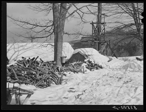 Woodpiles outside of sugar house on Frank Shurtliffs farm, North Bridgewater, Vermont. Large supply of wood is needed for fuel in boiling the maple sap. Sugaring brings in about one thousand dollars annually. Because of the deep snow this year he only tapped 1000 of his 2000 trees. He expects to mak