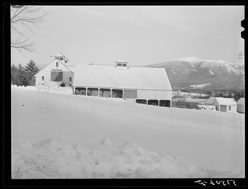 Barns on Mononts Farm. Sugar Hill, near Franconia, New Hampshire