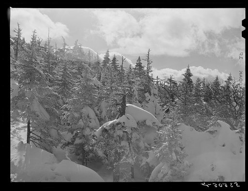 Snow-covered trees on top of Cannon Mountain. Franconia Notch, New Hampshire