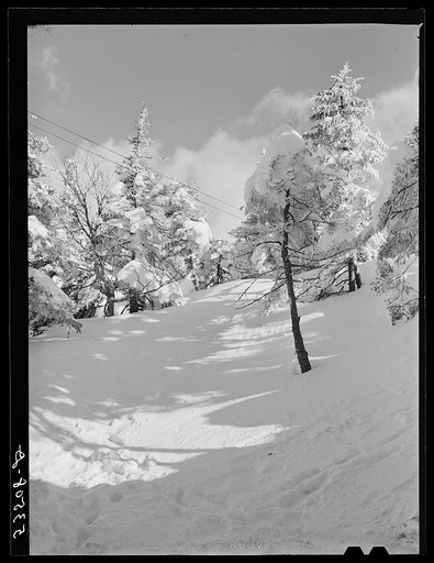 Snow-covered trees on top of Cannon Mountain. Franconia Notch, New Hampshire