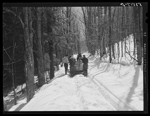 Gathering sap from maple sugar trees on the Frank H. Shurtleff farm. North Bridgewater, Vermont