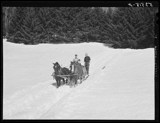 Untitled photo, possibly related to: Gathering sap from maple sugar trees on the Frank H. Shurtleff farm. North Bridgewater, Vermont