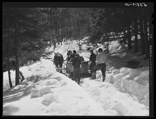 Untitled photo, possibly related to: Gathering sap from maple sugar trees on the Frank H. Shurtleff farm. North Bridgewater, Vermont