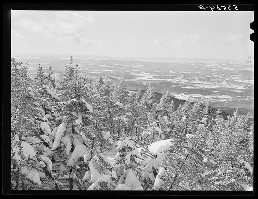 Snow-covered trees on top of Cannon Mountain. Franconia Notch, New Hampshire