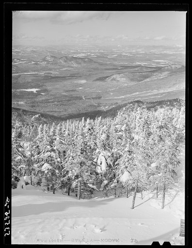 Snow-covered trees on top of Cannon Mountain. Franconia Notch, New Hampshire