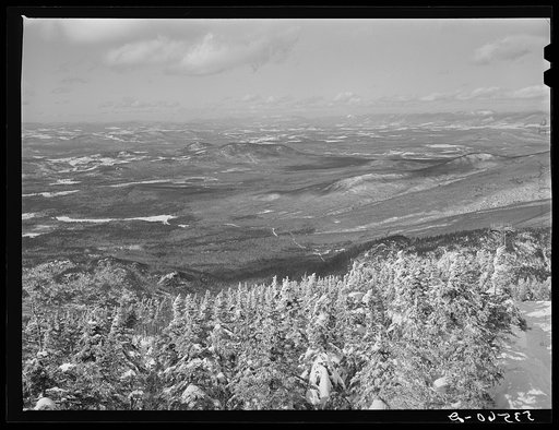 Snow-covered trees on top of Cannon Mountain. Franconia Notch, New Hampshire