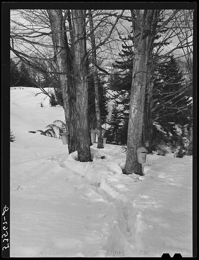 Tapped sugar maple with buckets of sap on Frank Shurtleff's farm. North Bridgewater, Vermont. He usually taps about 2000 trees, but this year he only tapped 1000 because of deep snow. Sugaring generally brings him about one thousand dollars annually, but this year he expects to make only about 300 t