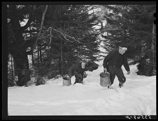 Frand Shurtleff and young neighbor carrying buckets of maple sap. Shurtleff farm, North Bridgewater, Vermont. Gathering sap from maple sugar trees is a social event enjoyed by young and old in the neighborhood