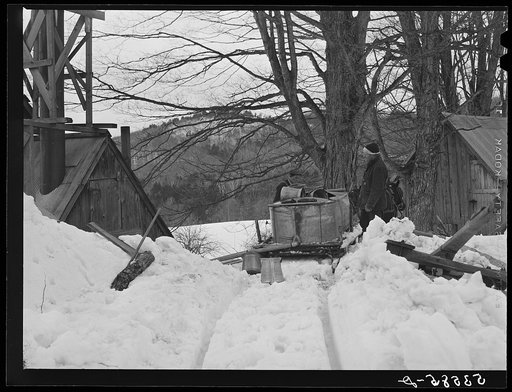Piping the maple sap from the vat into the sugar house after gathering. There it is boiled down into syrup in an evaporator. Frank Shurtleff's farm of about 400 acres, originally purchased by grandfather in 1840. He raises sheep, cows cuts lumber and has been making maple syrup for about thirty five